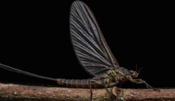 Araştırma: 'Geceleri Daha Çok mu Böcek Var?'