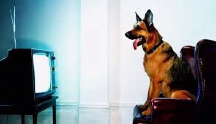 Evcil Hayvanlar Televizyon İzlerken Ne Görürler?