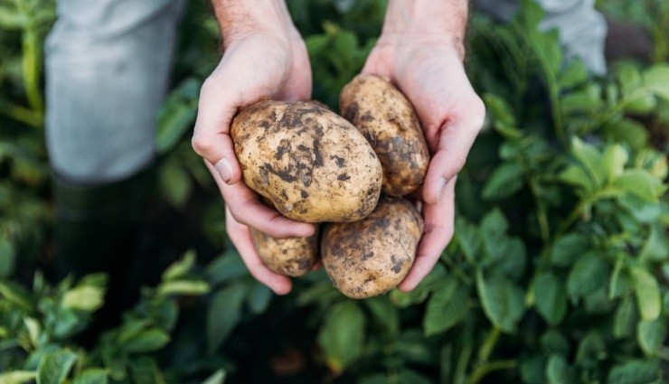 Çiftçiye Patates Destek Tutarı Artırıldı!