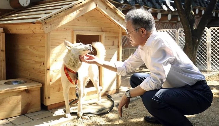 Güney Kore'de Köpek Krizi!