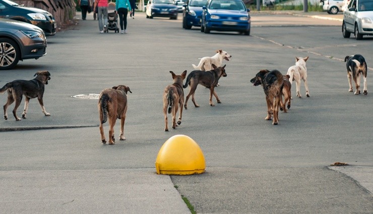 Sokak Köpeklerinin Sorunu!