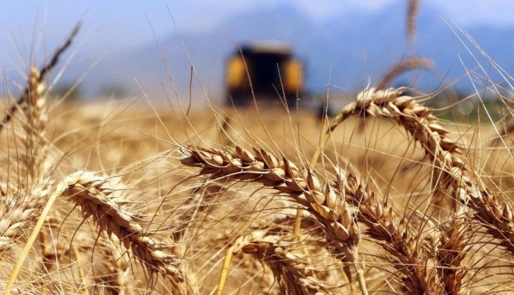 Ekmeklik Buğday İhalesi!