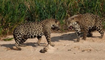 Erkek Jaguarlarının İşbirliği!