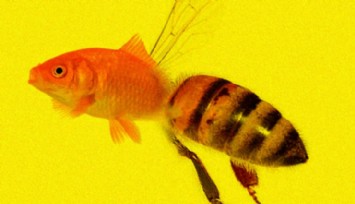 ABD'de Mahkeme Arıları Balık İlan Etti