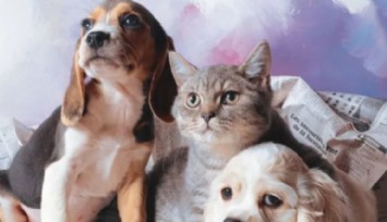 Pet Shoplarda Katalog Dönemİ!