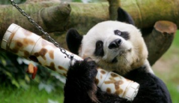 En Yaşlı Panda Hayatını Kaybetti!