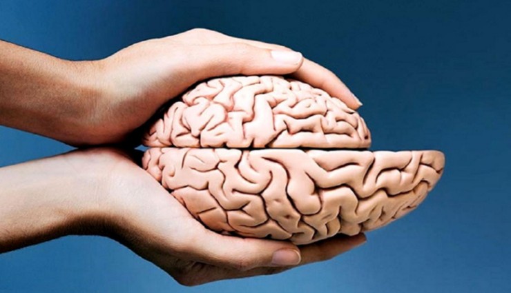 Beyin Neden Küçülür?