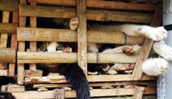 Eti İçin Yakalanan 150 Kedi Kurtarıldı!