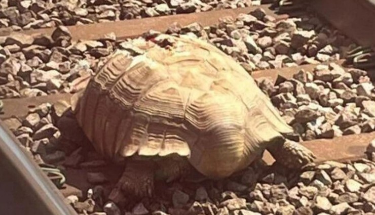 Kaplumbağa, Tren Seferlerini Engelledi!
