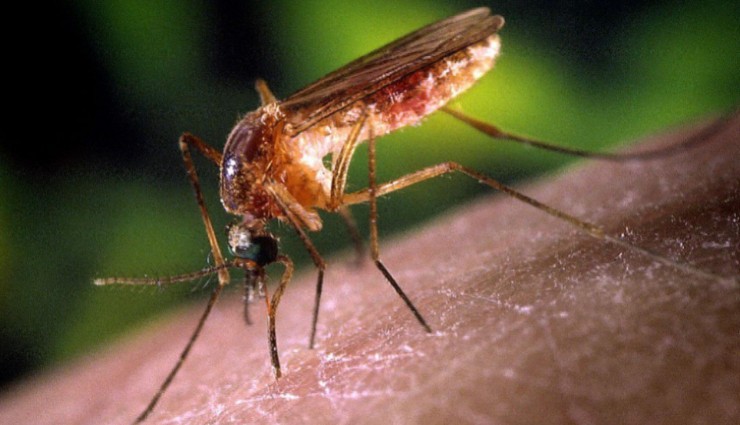Sivrisinekler de İnsan Seçiyor!