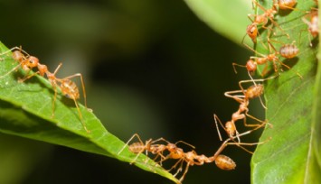 Dünya'da Kaç Karınca Var?