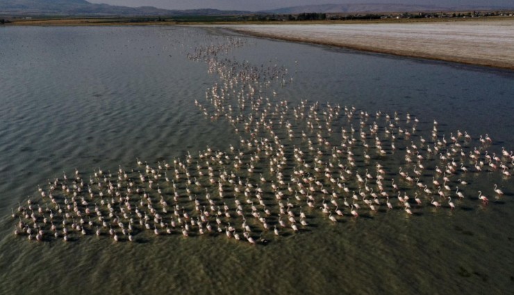 Flamingolar Arin’de Mola Verdi!