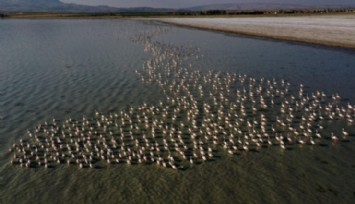 Flamingolar Arin’de Mola Verdi!