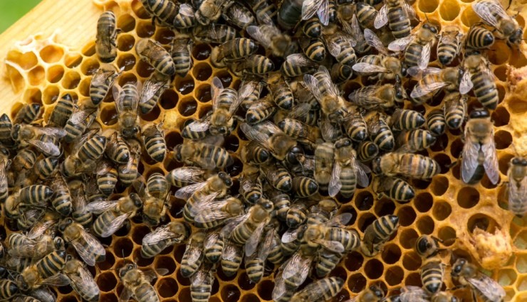 Arılar İçin İlk Aşı Onaylandı!
