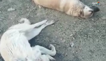 FLAŞ! Elazığ'da Toplu Köpek Katliamı!