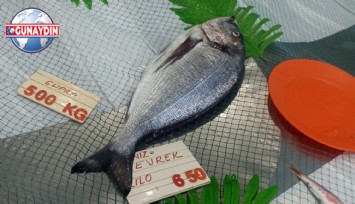 ÖZEL: Balık Fiyatları Uçuşa Geçti!