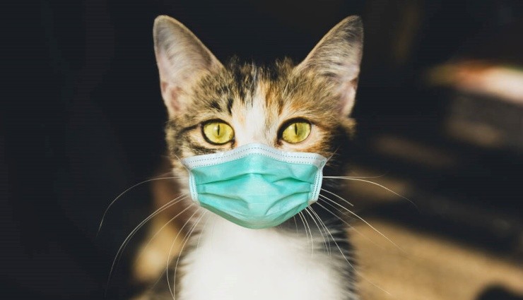 Ölümcül Kedi Virüsü Yayılıyor!
