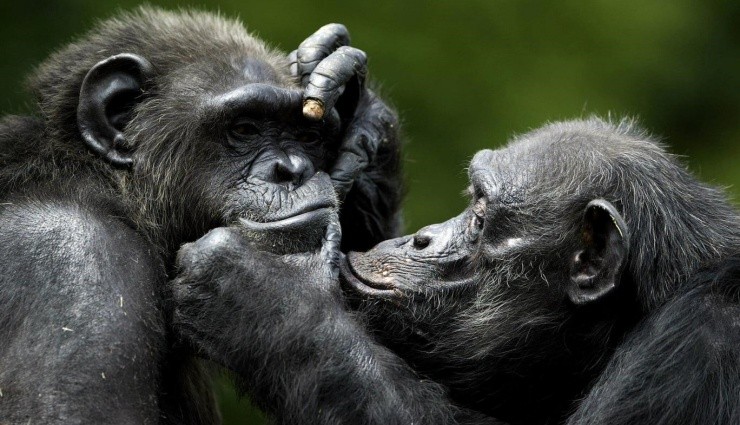 Şempanzeler 26 Yıl Sonra Bile Yüzleri Tanıyor!