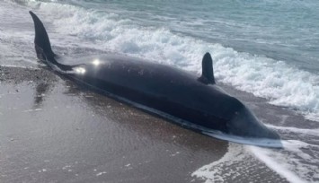 Depremden Etkilenen Balinaların Ölüsü Sahile Vurdu!