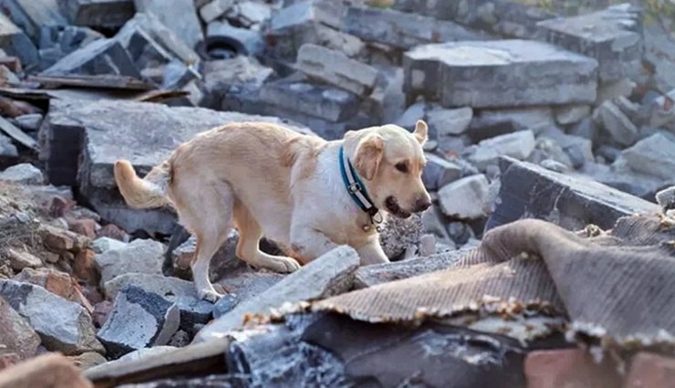 Hayvanlar Depremi Önceden Hissedebiliyor mu?