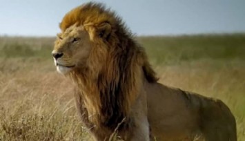 'Serengeti'nin Kralı' Bob Junior Öldürüldü!