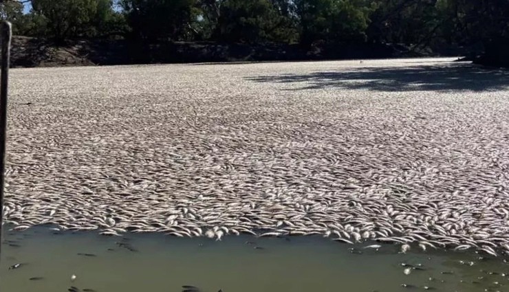 Avustralya'da Ölü Balıklar Nehrin Yüzeyini Kapladı!