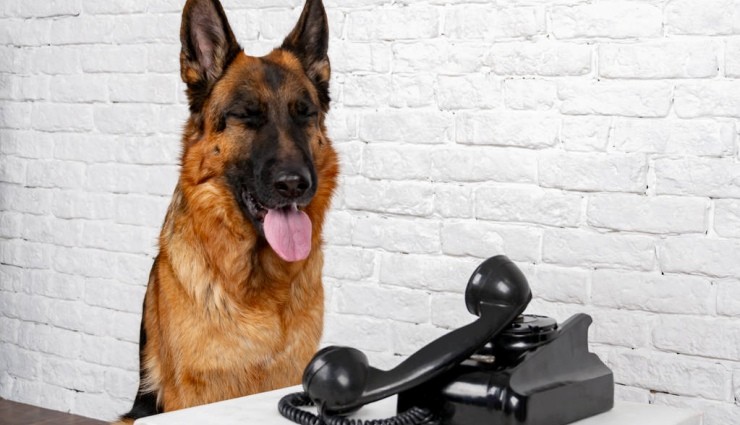 Köpekler Gerçekten Düğmeye Basarak Konuşabiliyor mu?