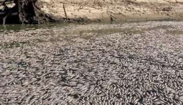 Milyonlarca Balığın Ölümü Panik Yarattı!