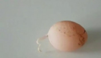 Yumurtadan Kuyruk Çıktı!