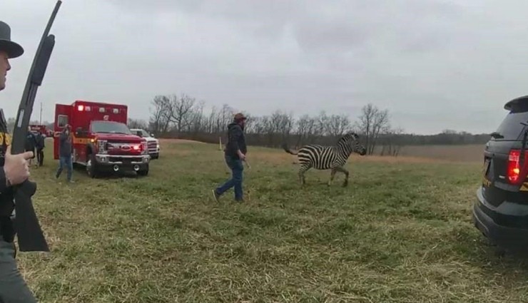 Zebra Saldırısına Uğrayan Adam Hastanelik Oldu!
