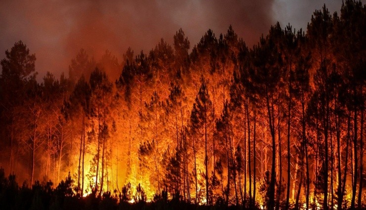 Meksika’da Yedi Eyalette Orman Yangını!
