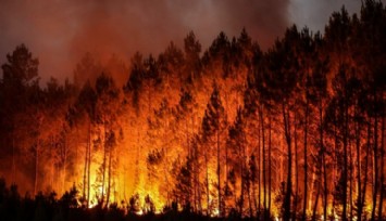 Meksika’da Yedi Eyalette Orman Yangını!