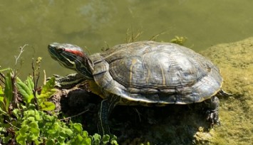 Su Kaplumbağaları Ay Işığında Vakit Geçiriyor!