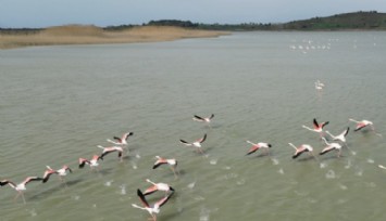 Suvla Gölü, Flamingolarla Renklendi!