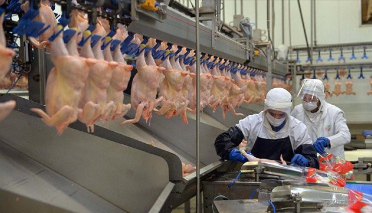 TÜİK: 'Tavuk Eti Üretimi Yüzde 8,1 Geriledi'