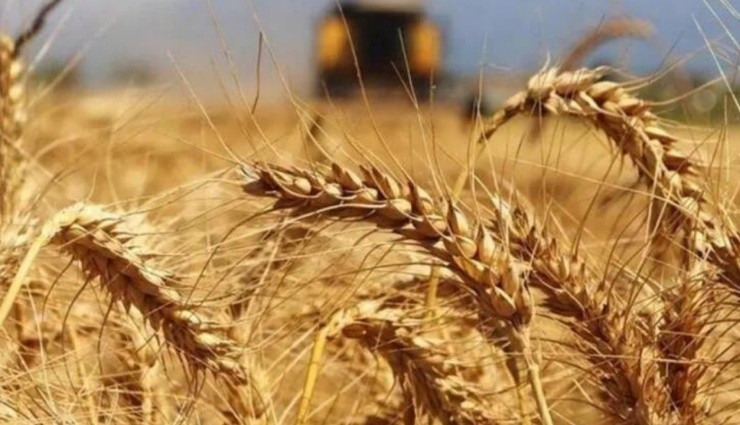 Buğday İthalatına 26 Milyar Dolar Ödendi!