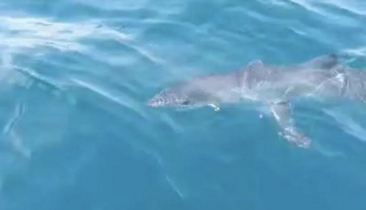 Köpekbalığı Balıkçı Teknesine Saldırdı!