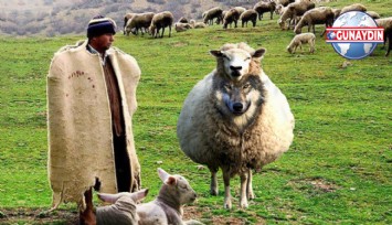 ÖZEL: Kurtla Bir Olur Kuzuyu Yerim, Çobanla Bir Olur Kuzuya Ağlarım...