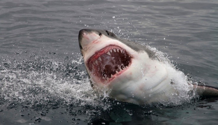 Araştırma: 'Beyaz Köpekbalıkları İnsan Yemek İstemiyor'