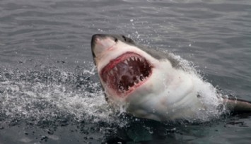 Araştırma: 'Beyaz Köpekbalıkları İnsan Yemek İstemiyor'