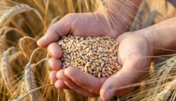Buğday Ve Arpa Alım Fiyatları Belli Oldu!