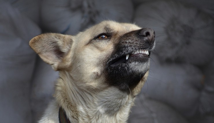 Sahipsiz Köpekler, Birbirini Yiyor!