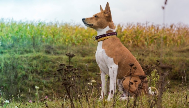 Sıcakların Köpekler Üzerindeki Yan Etkisi!