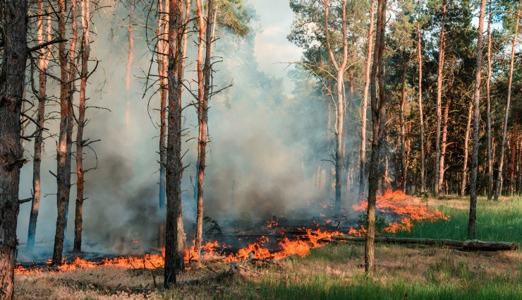 Yangın, Datça'da 25 Hektarı Yok Etti!