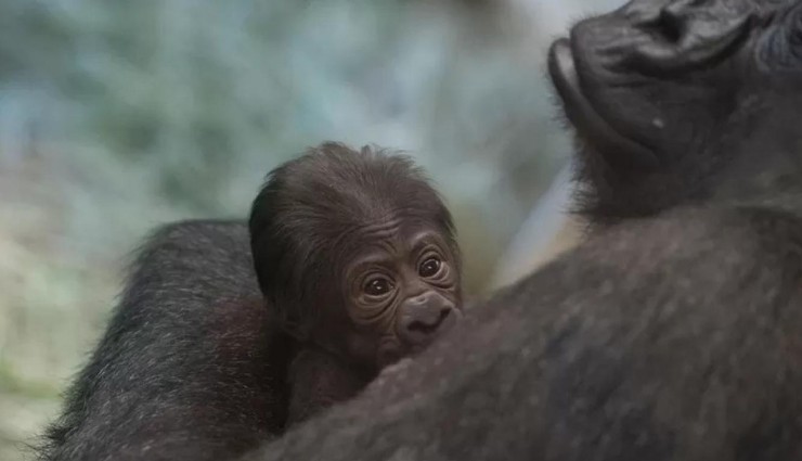 Erkek Sanılan Goril, Doğum Yaptı!