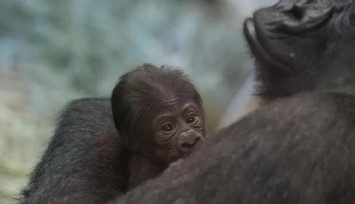 Erkek Sanılan Goril, Doğum Yaptı!