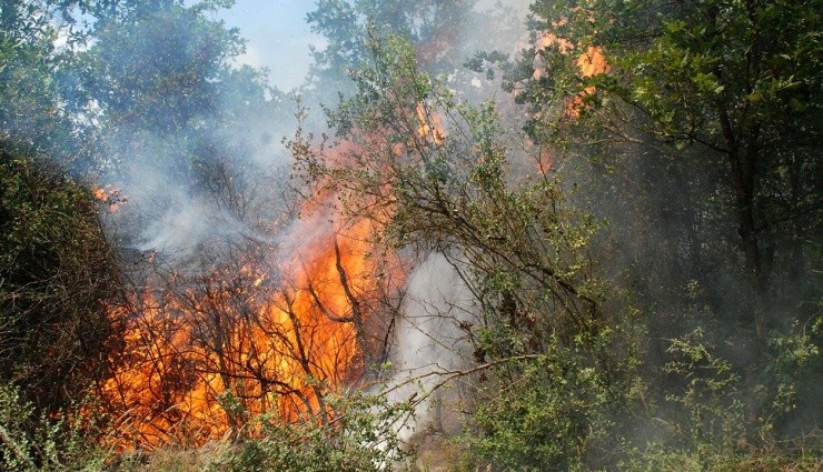 İstanbul Beykoz'da Orman Yangını!