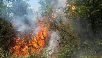 İstanbul Beykoz'da Orman Yangını!