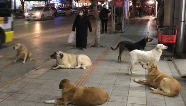 İstanbul Valiliği: 'Sokak Köpeklerini Toplayın'