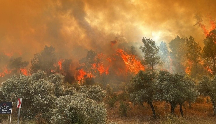 Muğla Milas'ta Orman Yangını!